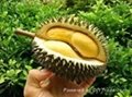 DURIAN WITH BEST PRICE AND SWEET TASTE  4