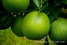 FRESH GREEN ORANGE FRUIT WITH BEST PRICE AND HIGH QUALITY