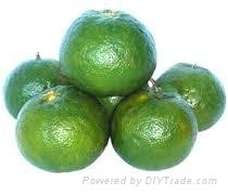 FRESH GREEN ORANGE FRUIT WITH BEST PRICE AND HIGH QUALITY 2