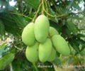 FRESH MANGO WITH BEST PRICE AND HIGH QUALITY 1