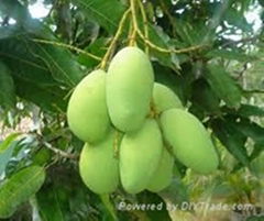 FRESH MANGO WITH BEST PRICE AND HIGH QUALITY