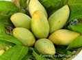 FRESH MANGO WITH BEST PRICE AND HIGH QUALITY 2