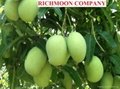 FRESH MANGO WITH BEST PRICE AND HIGH QUALITY 3