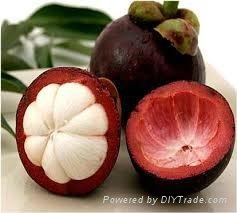 FRESH MANGOSTEEN WITH BEST PRICE AND HIGH QUALITY