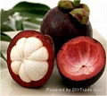 FRESH MANGOSTEEN WITH BEST PRICE AND