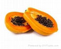 FRESH PAPAYA WITH BEST PRICE AND HIGH