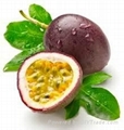 FRESH PASSION FRUIT WITH BEST PRICE AND