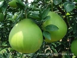 FRESH POMELO WITH BEST PRICE AND HIGH QUALITY