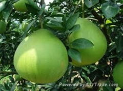 FRESH POMELO WITH BEST PRICE AND HIGH