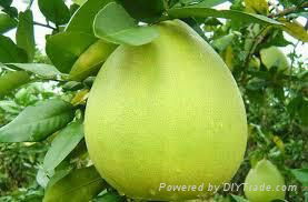 FRESH POMELO WITH BEST PRICE AND HIGH QUALITY 2