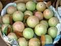 FRESH STAR APPLE WITH BEST PRICE AND HIGH QUALITY