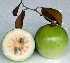 FRESH STAR APPLE WITH BEST PRICE AND HIGH QUALITY 2
