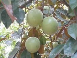 FRESH STAR APPLE WITH BEST PRICE AND HIGH QUALITY 4