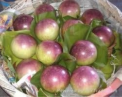 FRESH STAR APPLE WITH BEST PRICE AND HIGH QUALITY 3