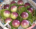 FRESH STAR APPLE WITH BEST PRICE AND HIGH QUALITY 3