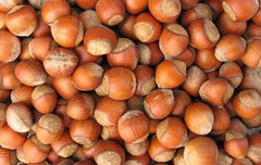 100% Organic Grade A High Quality Hazelnut