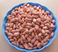 Raw Peanut kernel ,Groundnut