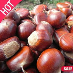  Organic Fresh Bulk Chestnuts