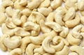 WW 210 WW 320 WW240 CASHEW NUTS  3