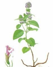 Clinopodium-Herb-Extract