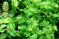 Clinopodium-Herb-Extract 2