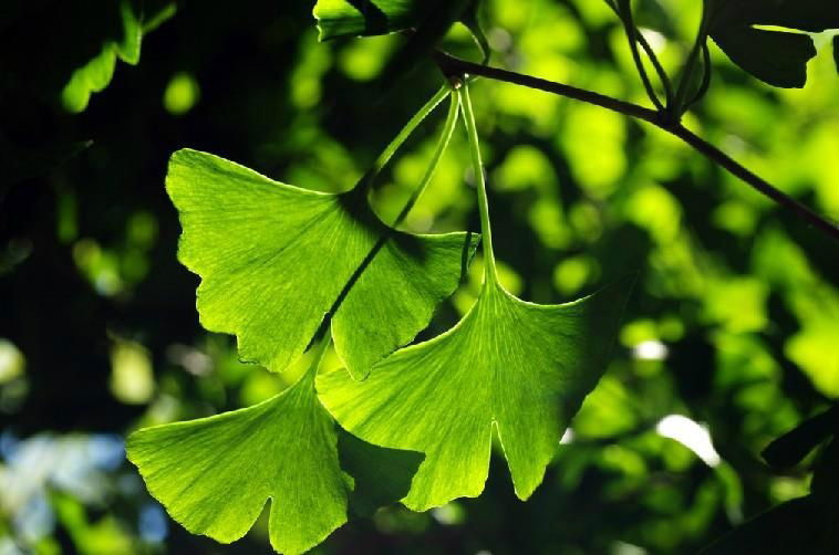 Ginkgo biloba extract 2