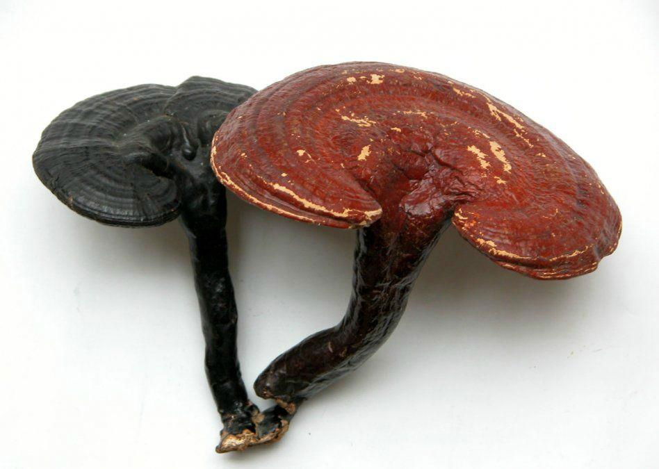 Ganoderma lucidum P.E.  2