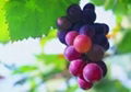 Grape skin extract