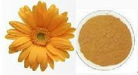 Wild chrysanthemum extract