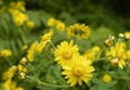 Wild chrysanthemum extract 2