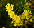 Wild chrysanthemum extract 3