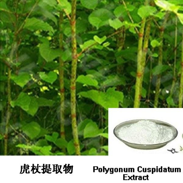 Polygonum Cuspidatum Extract 2
