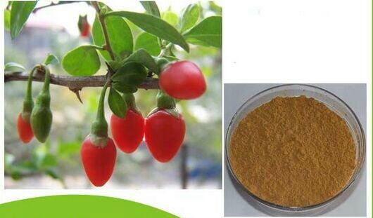 Wolfberry fruit Extract  2