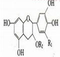 Green Tea Extract  1