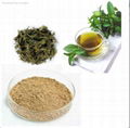 Green Tea Extract  2