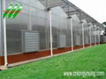 Plastic Film Multi-Span Greenhouse  4