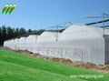 Plastic Film Multi-Span Greenhouse  5