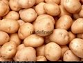 求購馬鈴薯土豆 3