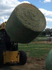 Quality Alfalfa Hay for sale