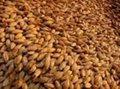Quality Almond nuts for sale 1