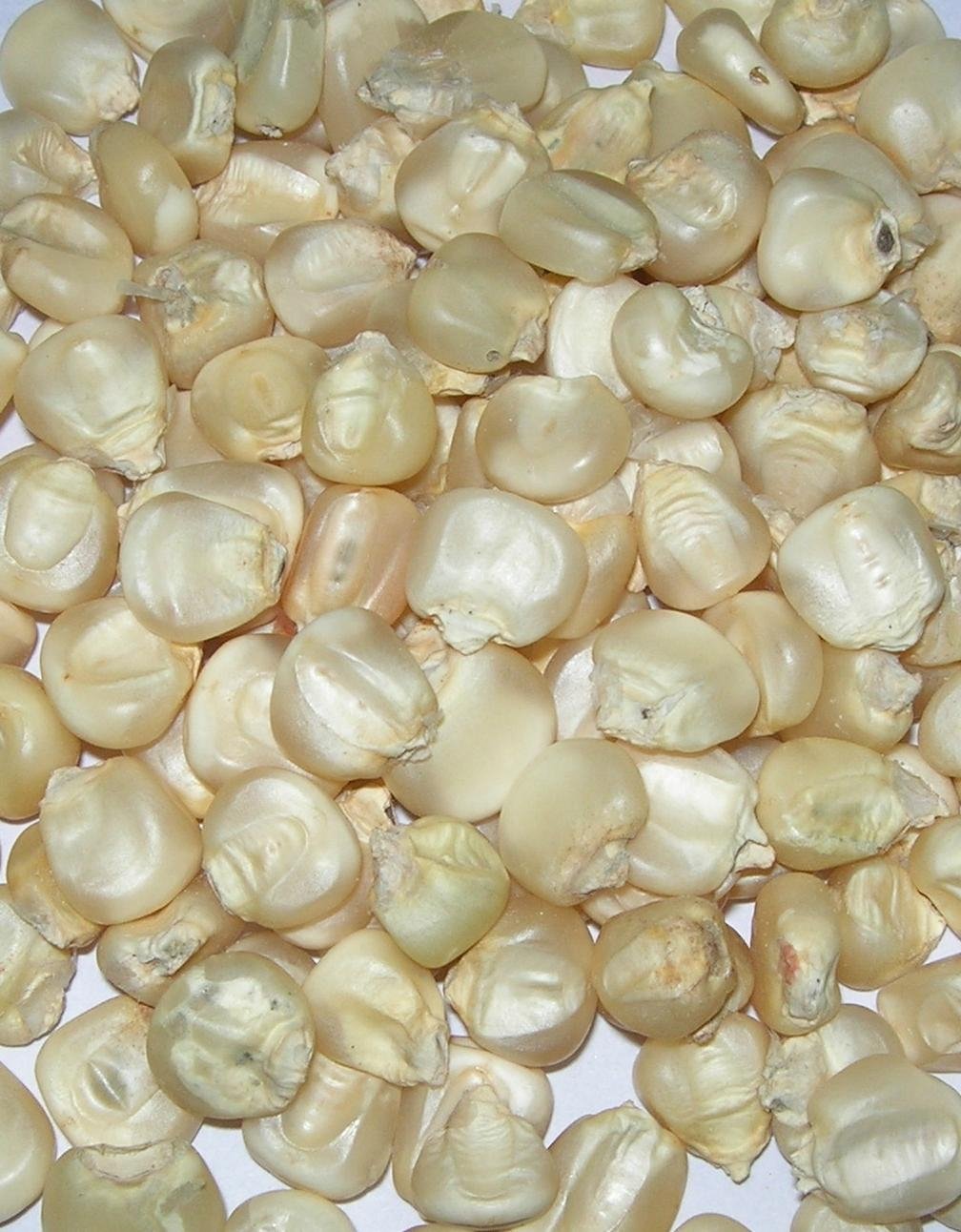 Yellow and White Corn Maize 4