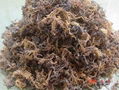 Export Seaweed high quality 2