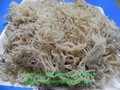 Export Seaweed high quality 4