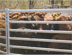 Cattle panels