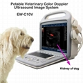 Color Doppler Ultrasound Imaging System