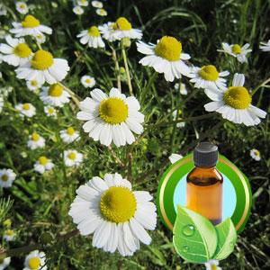 100% Pure Chamomile Essential Oil