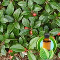 100% Pure Wintergreen Essential Oil 1