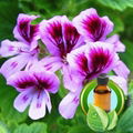 100% Pure Geranium Essential Oil