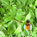 100% Pure Sassafras Essential Oil