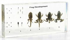 Frog Development Educational Embedded Specimen